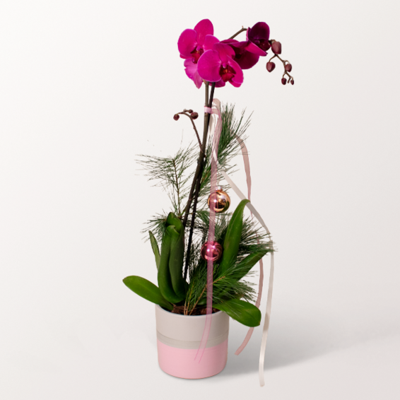 Festive Butterfly Orchid