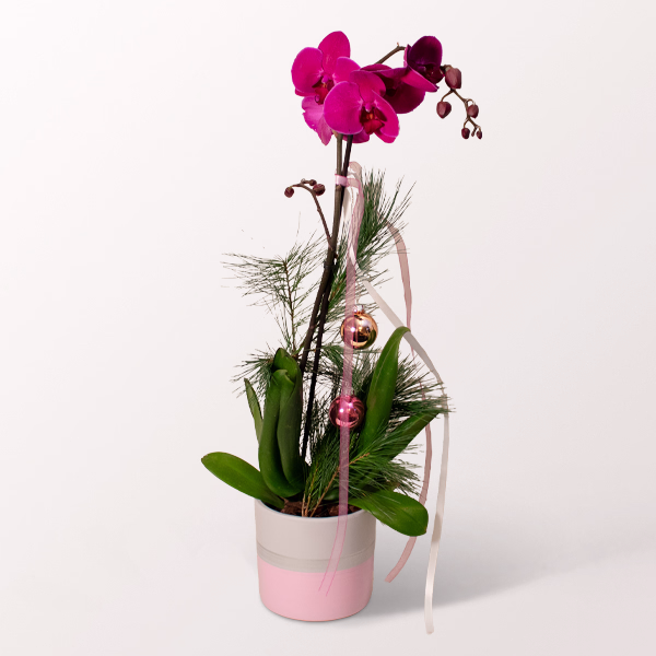 Festive Butterfly Orchid