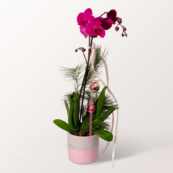 Festive Butterfly Orchid