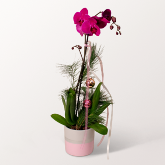 Festive Butterfly Orchid