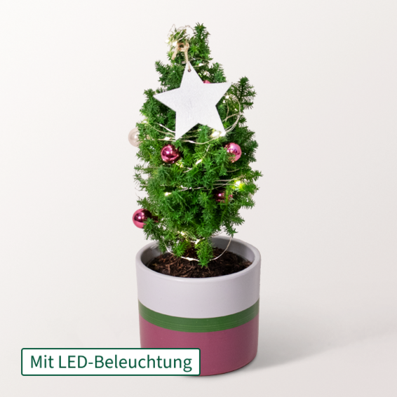 Weihnachtsbaum Sweet Christmas mit Lichterkette
