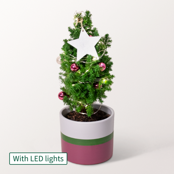 Christmas Tree Sweet Christmas with X-Mas lights