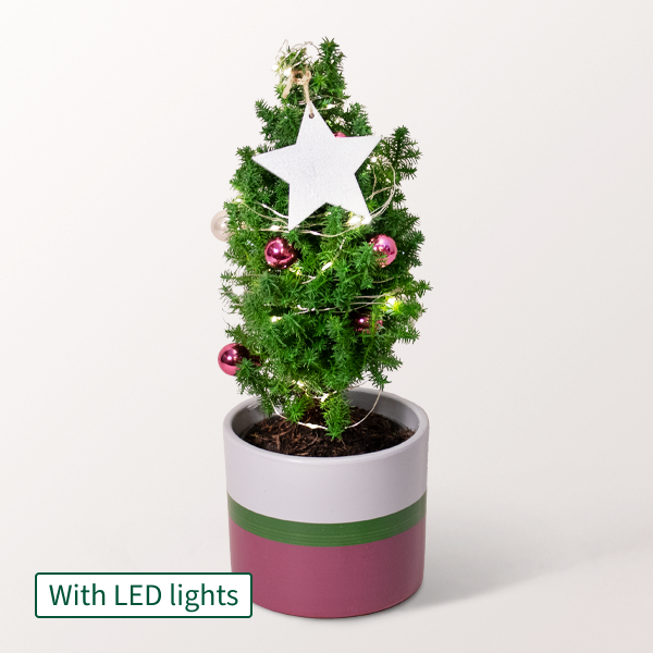 Christmas Tree Sweet Christmas with X-Mas lights