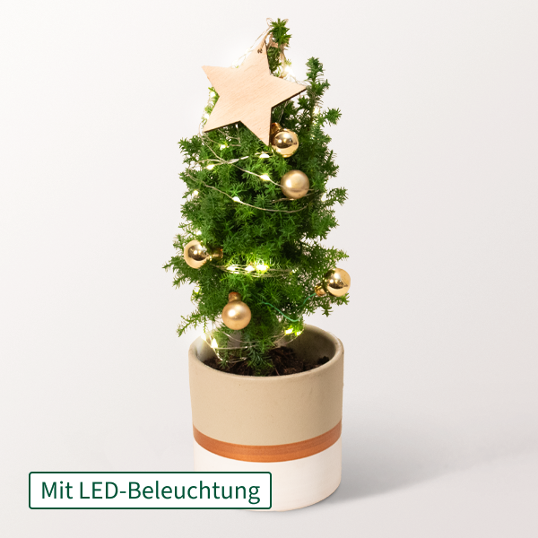 Weihnachtsbaum Sterntaler mit Lichterkette