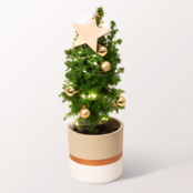 Weihnachtsbaum Sterntaler mit Lichterkette