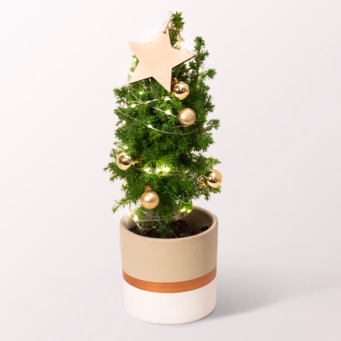 Weihnachtsbaum Sterntaler mit Lichterkette