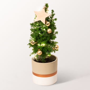 Weihnachtsbaum Sterntaler mit Lichterkette