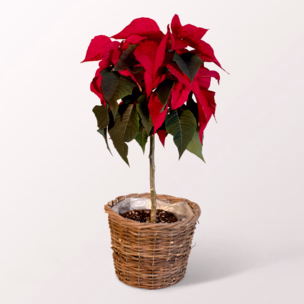 Weihnachtsstern als Stämmchen