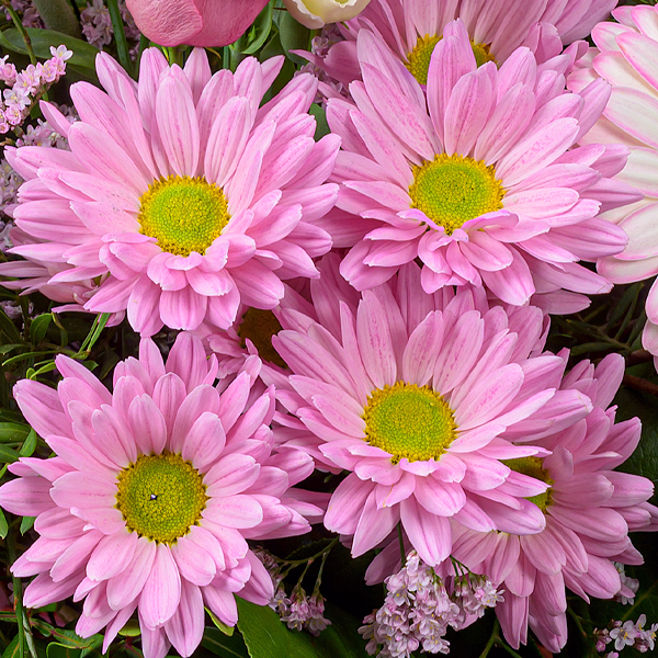 Blumenstrauß Süßer Traum mit Vase & Ferrero Giotto 3er