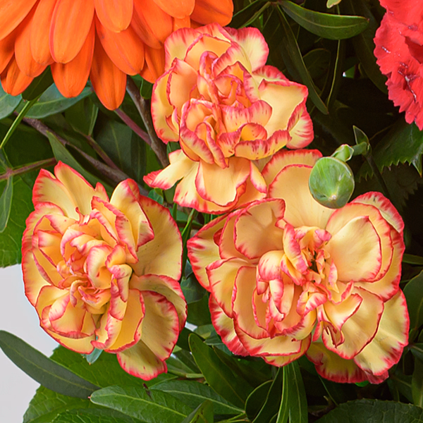 Blumenstrauß Frühlingslicht mit Vase & Ferrero Giotto 3er