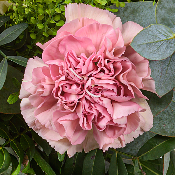 Premiumstrauß Herzensfreude mit Premiumvase & Ferrero Giotto 3er