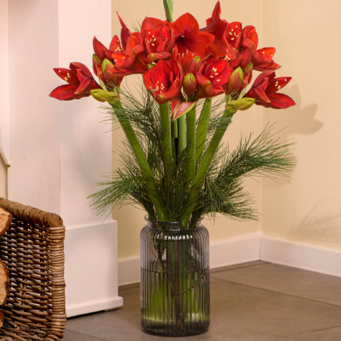 10 Amaryllis im Bund mit Ferrero Giotto 3er