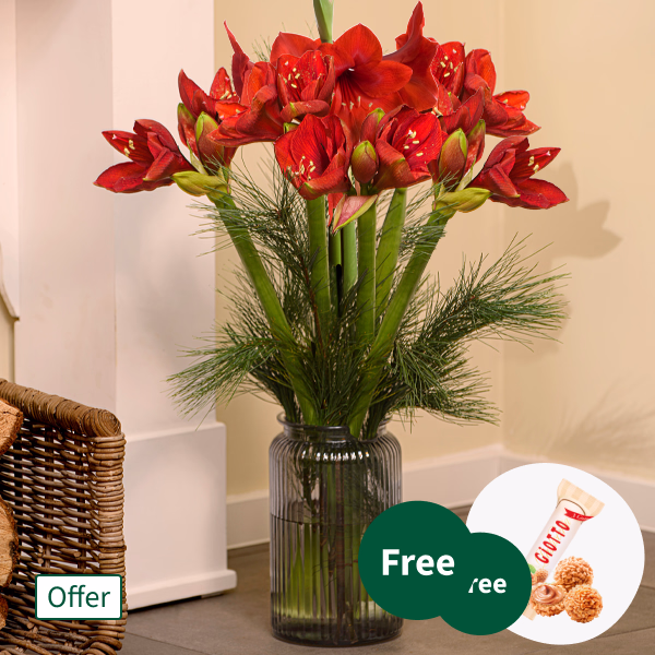 10 Amaryllis in a Bunch with 3 Ferrero Giotto
