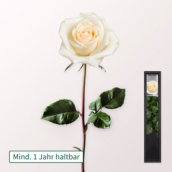 Weiße, haltbare Rose mit Stiel