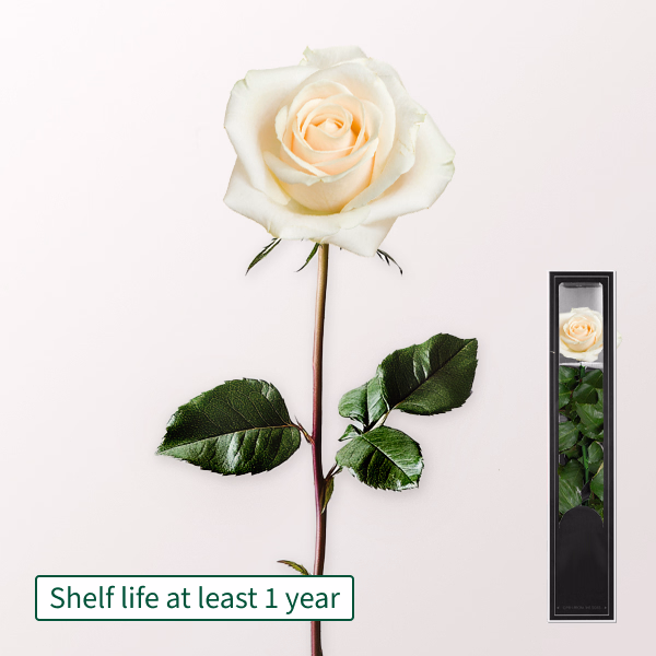 White, long-lasting Rose with Stem