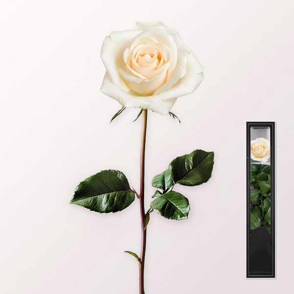White, long-lasting Rose with Stem