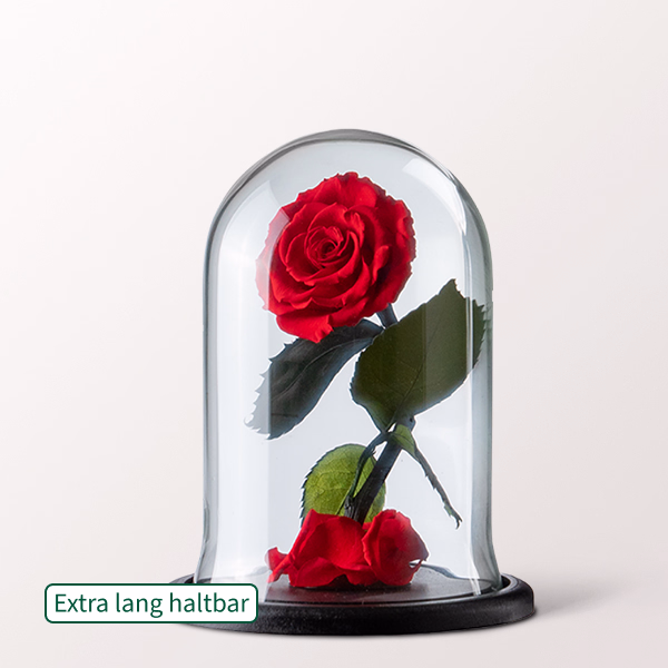 Ewige Rose im Glas