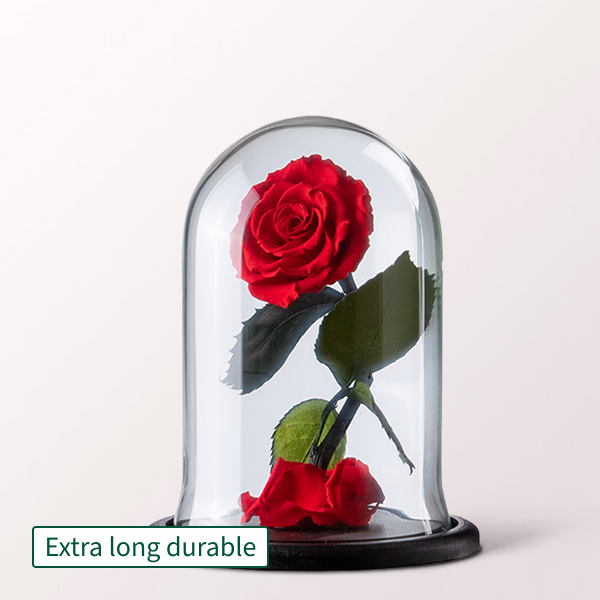Eternal rose in a glass