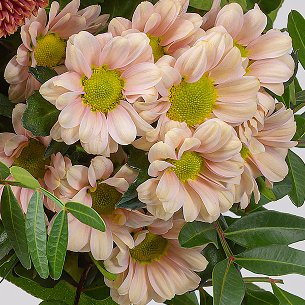 Blumenstrauß Samtweich mit Vase & Ferrero Giotto 3er