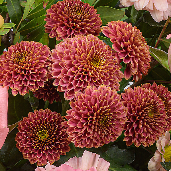 Blumenstrauß Samtweich mit Vase & Ferrero Giotto 3er