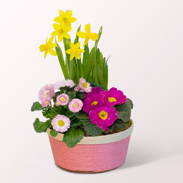 Frühlingsblüher im Körbchen