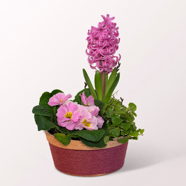 Frühlingsbote im rosa Korb