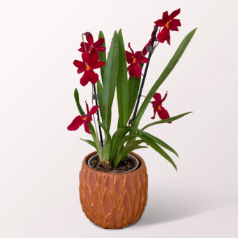 Orchid Cambria Nelly Isler