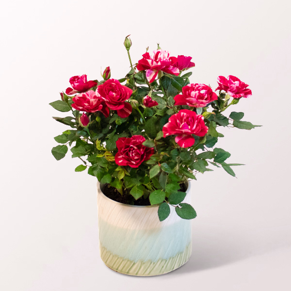 Yellow-Red Mini Rose in a Decorative Ceramic Pot