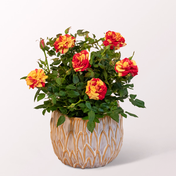 Yellow-Red Rose in a Decorative Ceramic Pot