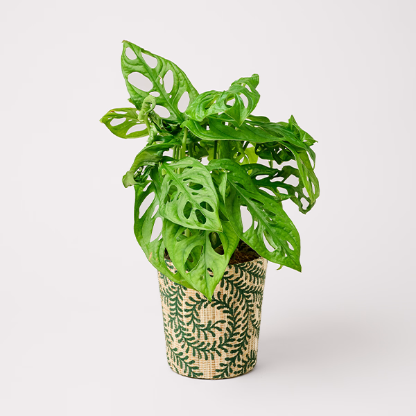 Monstera in a decorative Plant Pot