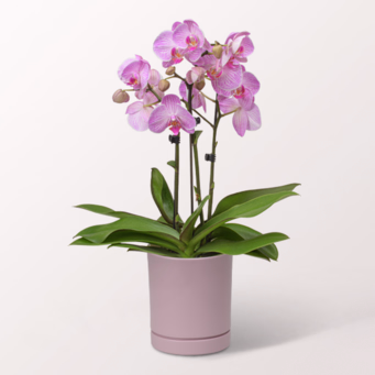 Pink Orchid in a bubbly pot