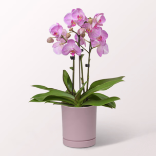 Pink Orchid in a bubbly pot