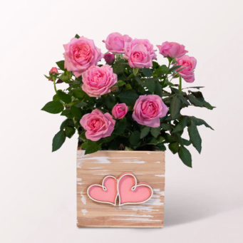 Pink Valentine's Day Rose in a Pretty Wooden Pot