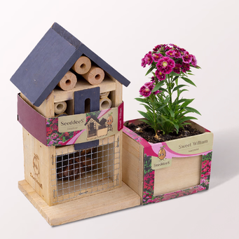 Insect hotel with sweet William