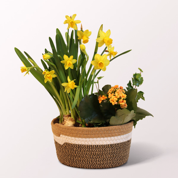 Frühlingsgarten in a Wicker Basket