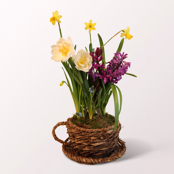 Frühlingsflirt in a Cup Basket