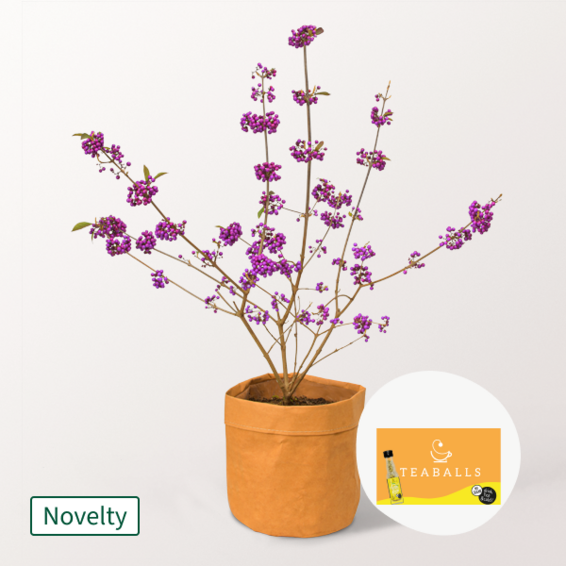Love Pearl Bush with Teaballs