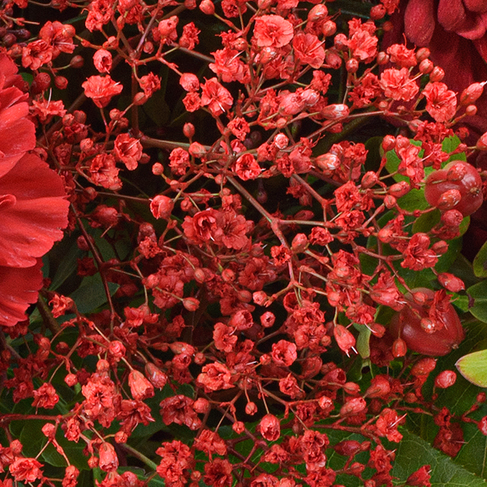 Flower Bouquet Red Velvet with vase & 3 Ferrero Giotto