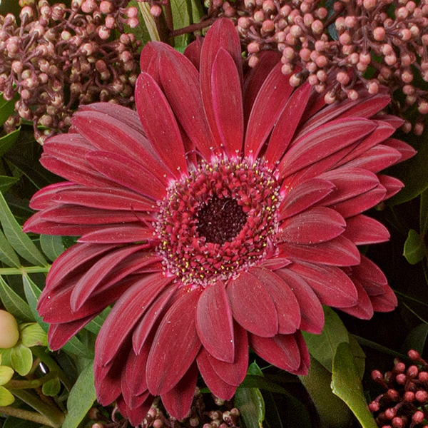 Blumenstrauß Sterntaler mit Vase & Ferrero Giotto 3er
