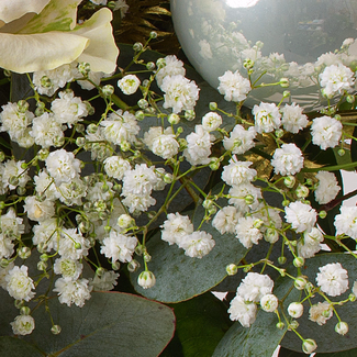 Blumenmix Shiny Winter mit Ferrero Giotto 3er