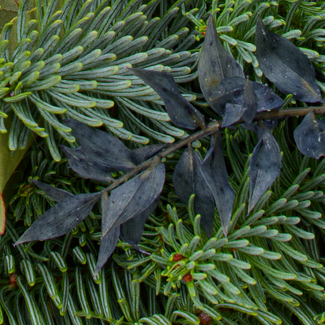Big Anthracite Coloured Wreath (Ø 40 cm) with 3 Ferrero Giotto