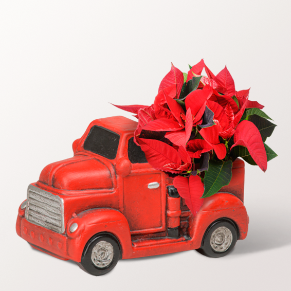 Arrangement Roter Wintergruß