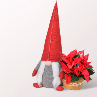 Arrangement Sterntaler mit Halloren Kugeln
