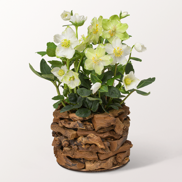 Arrangement Schneeglück