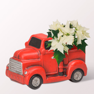 Arrangement Weißer Wintergruß