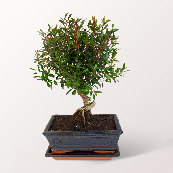 Glücks-Bonsai Syzygium