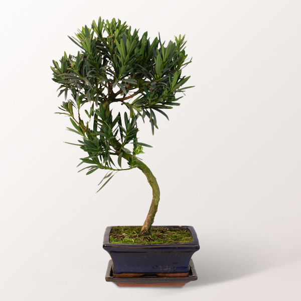 Glücks-Bonsai Podocarpus