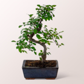 Bamboo Zelkova
