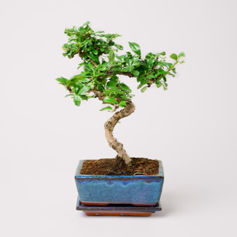 Bamboo Zelkova