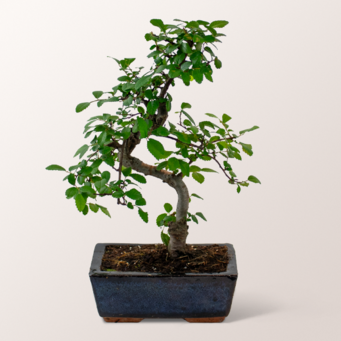 Bamboo Zelkova